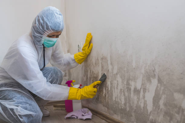 Best Residential Mold Remediation in Virginia Gardens, FL