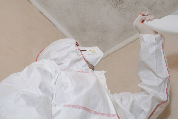 Best Post-Flood Mold Remediation in Virginia Gardens, FL