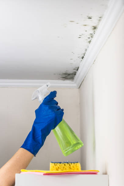 Best Basement Mold Remediation in Virginia Gardens, FL